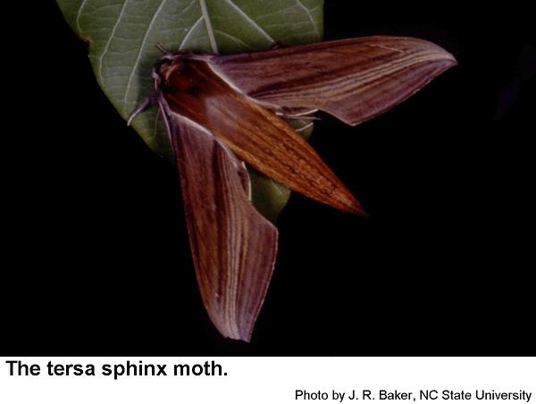 Tersa sphinx moths are active after sunset.